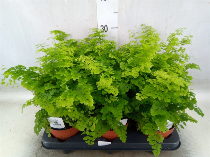 <h4>Adiantum raddi. 'Fritz-Luthi'</h4>