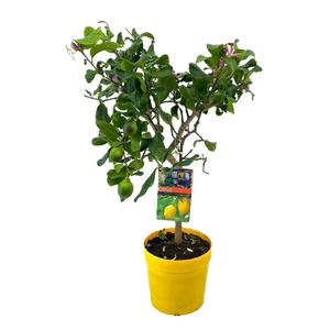 Citrus lemon