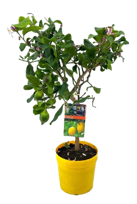 <h4>Citrus lemon</h4>