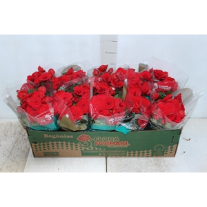 BEGONIA BALADIN P11