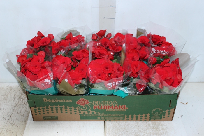 <h4>BEGONIA BALADIN P11</h4>