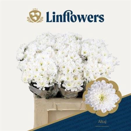 <h4>CHR T ALTAJ ANGEBOT</h4>