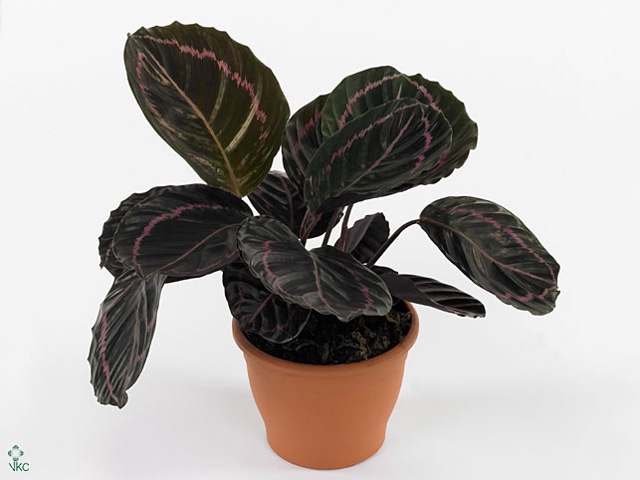 Calathea Roseopicta 'dottie'