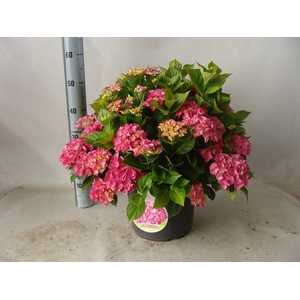 Hydrangea mac.