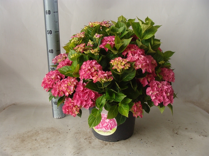 <h4>Hydrangea mac.</h4>