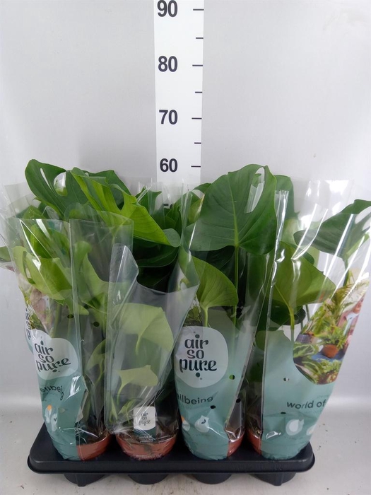 <h4>Monstera delic.</h4>