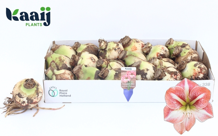 <h4>BLOEMBOL HIPPEASTRUM</h4>