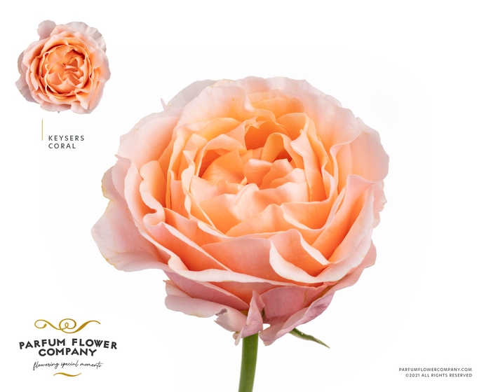 <h4>Rosa Garden Keijzers Coral</h4>