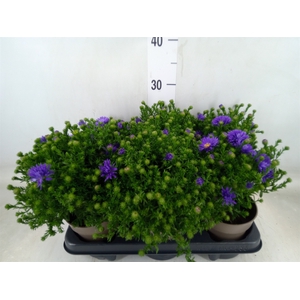 Aster dum. 'Alpha dk Purple Launch'