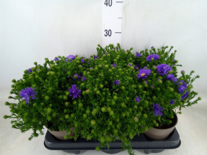 <h4>Aster dum. 'Alpha dk Purple Launch'</h4>