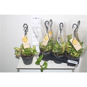 Hoya C Tricolor Hangpotten