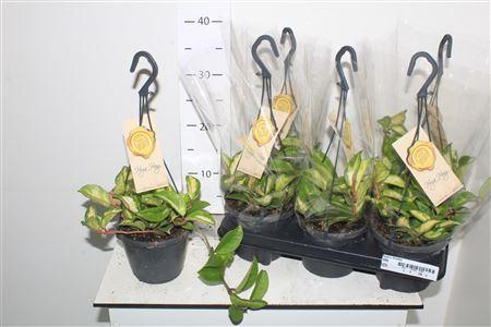 <h4>Hoya C Tricolor Hangpotten</h4>