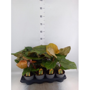 Philodendron   ...