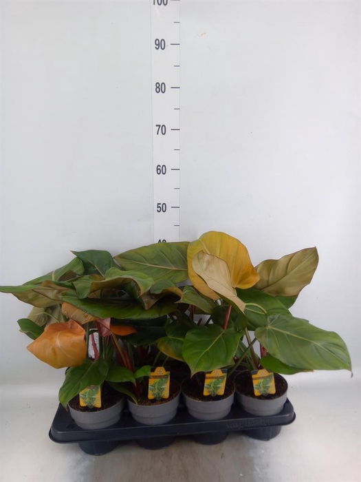 <h4>Philodendron   ...</h4>