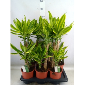 Dracaena frag. 'Golden Queen'