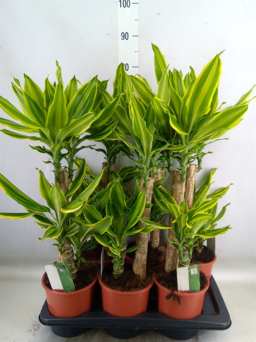<h4>Dracaena frag. 'Golden Queen'</h4>