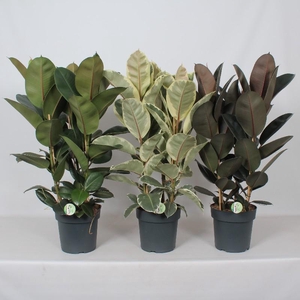 Ficus Elastica P27 mix