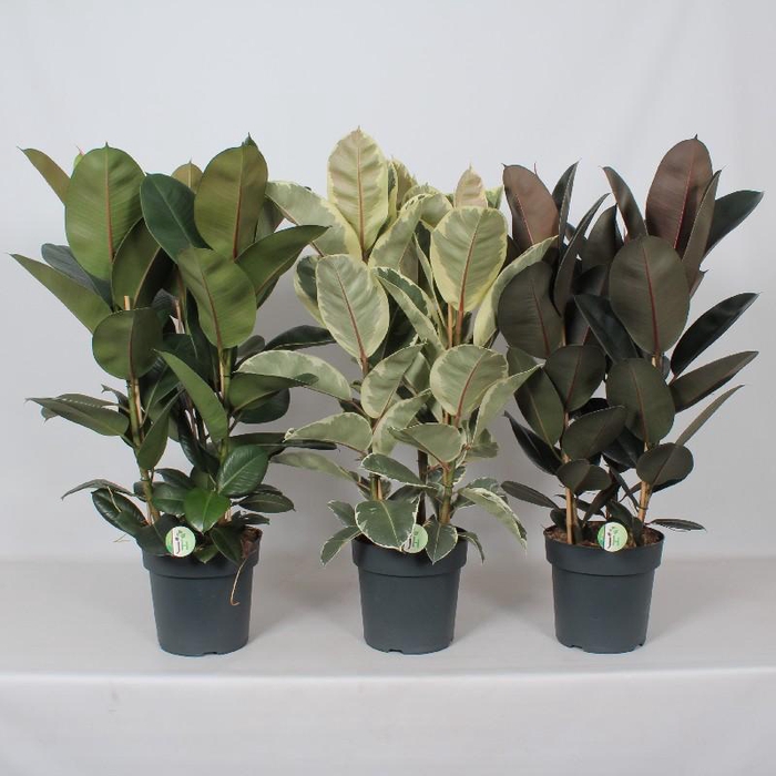 <h4>Ficus Elastica P27 mix</h4>