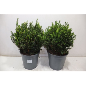 arr8 Taxus M Groenland