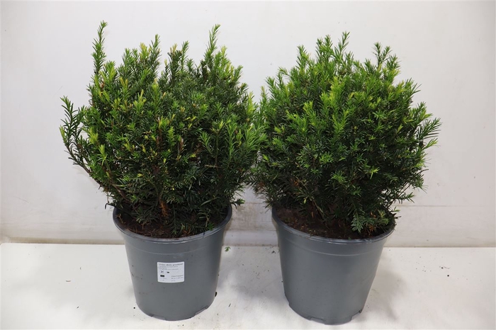 <h4>arr8 Taxus M Groenland</h4>