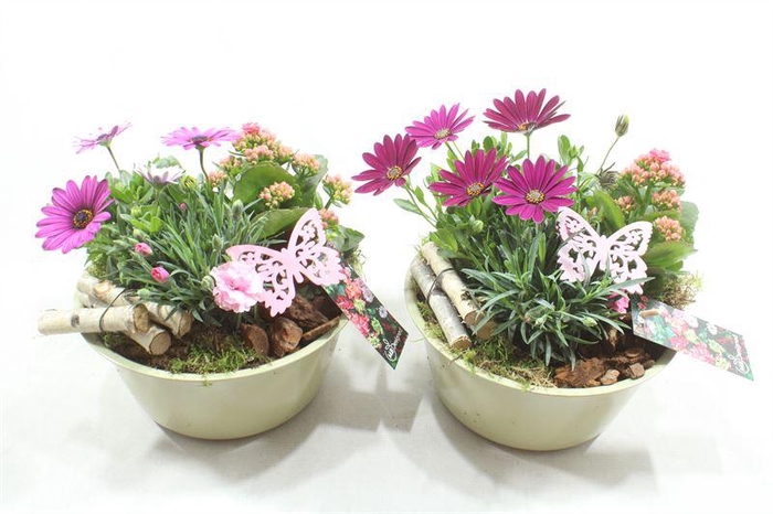 <h4>BU104 ZINK BEIGE/GREEN BT</h4>