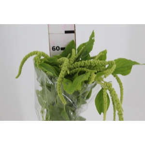 AMARANTHUS VERDE PENDENTE 080 CM
