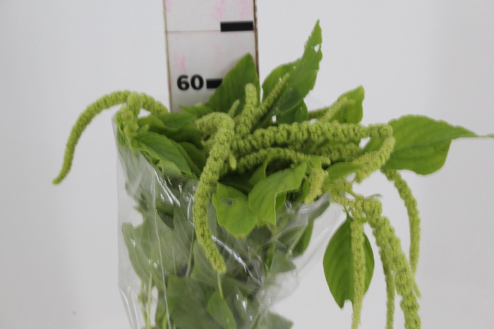<h4>AMARANTHUS VERDE PENDENTE 080 CM</h4>
