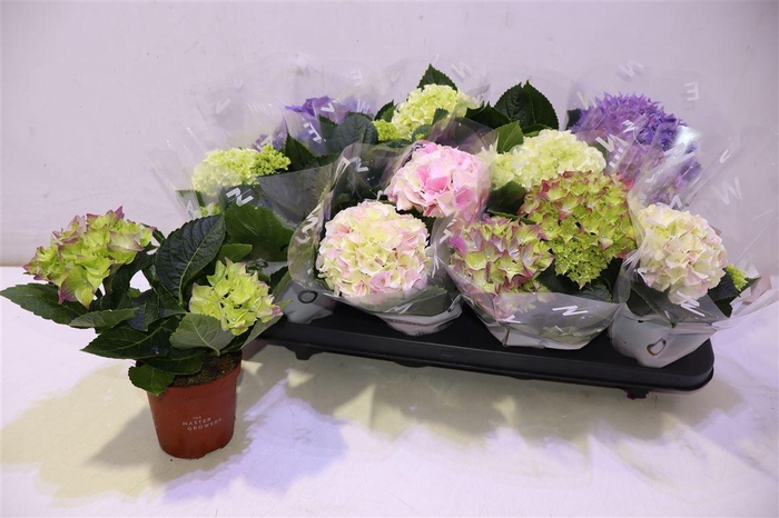 <h4>arr8 Hydr M Gem</h4>