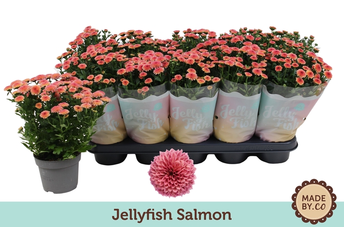 <h4>Chrys Jellyfish Salmon</h4>