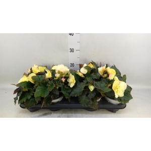 Begonia tuber. 'Fragrant FallLemon'