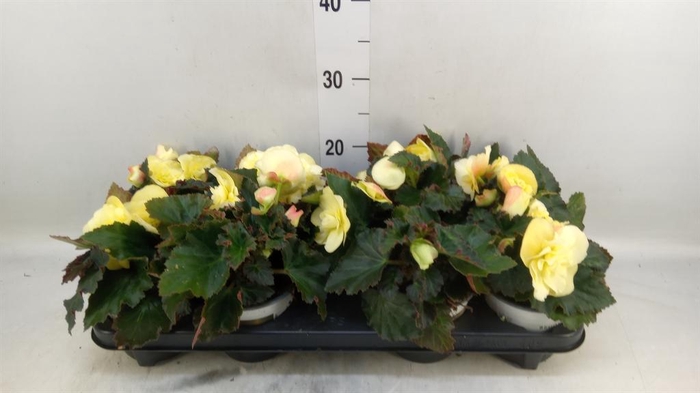 <h4>Begonia tuber. 'Fragrant FallLemon'</h4>