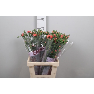 Di Tr Orange Amelie