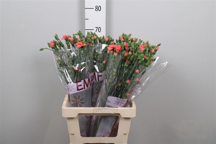 <h4>Di Tr Orange Amelie</h4>