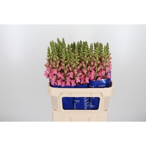 Antirrhinum Po Earl Pink