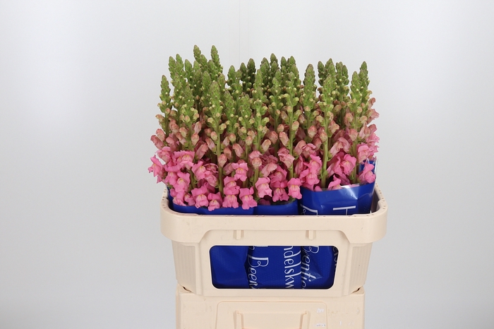<h4>Antirrhinum Po Earl Pink</h4>