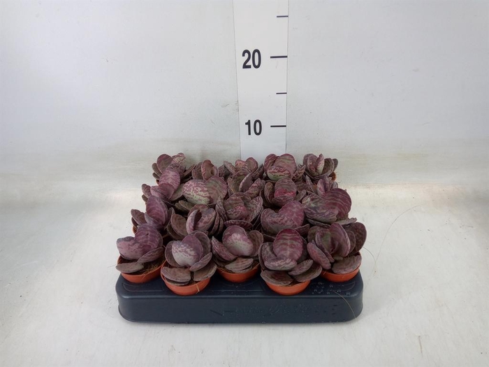 <h4>Succulents   ...</h4>