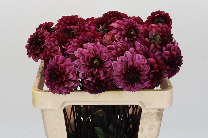 <h4>Dahlia Seniors Hope</h4>