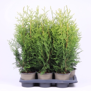 Thuja Occ Brabant