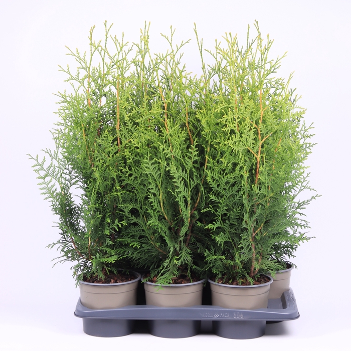 <h4>Thuja Occ Brabant</h4>