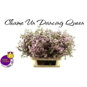 CHAME UN DANC QUEEN