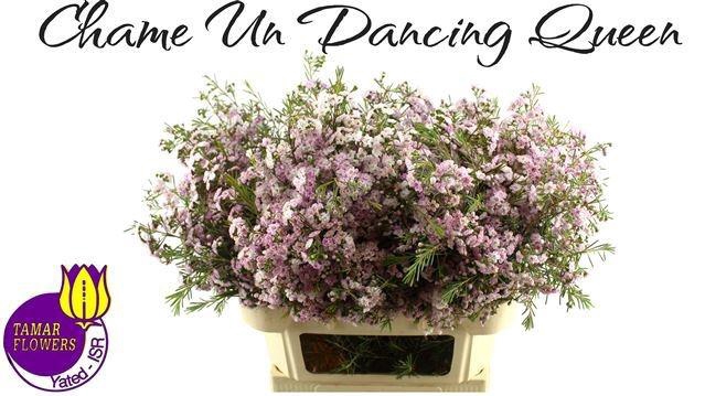 <h4>CHAME UN DANC QUEEN</h4>