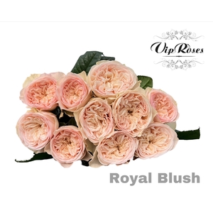 R GR ROYAL BLUSH