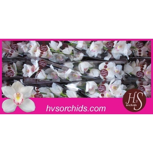 CYMB T KILIMANJARO 50 CM