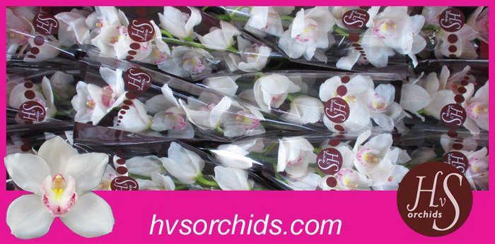 <h4>CYMB T KILIMANJARO 50 CM</h4>