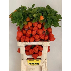 PHYSALIS LAMP