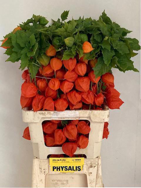 PHYSALIS LAMP