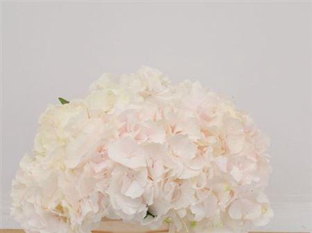 <h4>Hydr M Ch Sw Verena 40-20</h4>