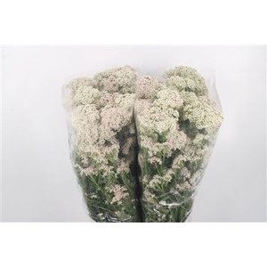 Ozoth Cook Tall White Per Bunch