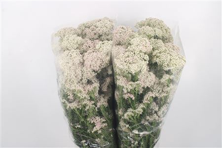 <h4>Ozoth Cook Tall White Per Bunch</h4>