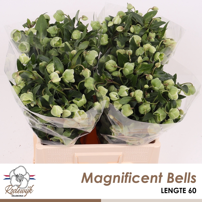 <h4>HELL  MAGNIFIC BELLS</h4>